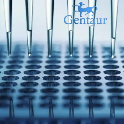 CHOsize:CM HCP ELISA Kit size: 96 Wells