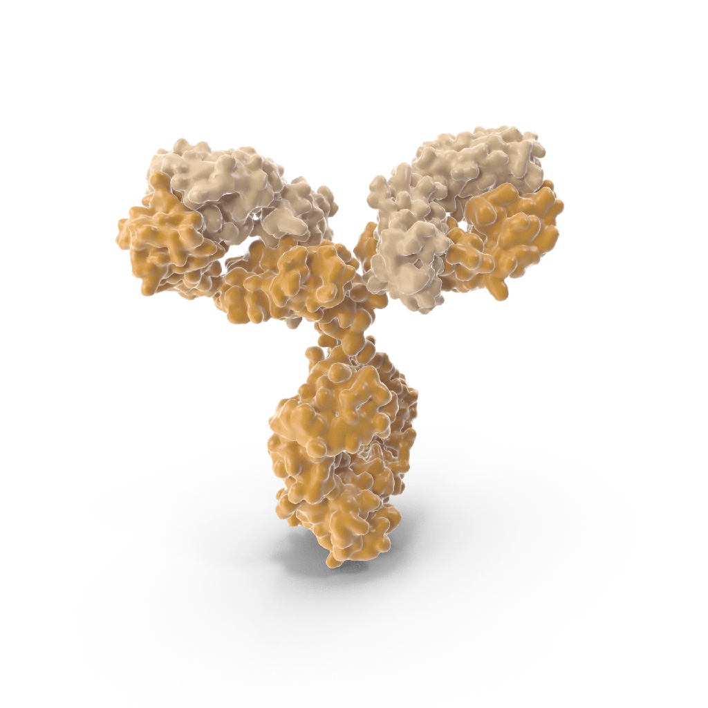 GFAP Monoclonal Antibody